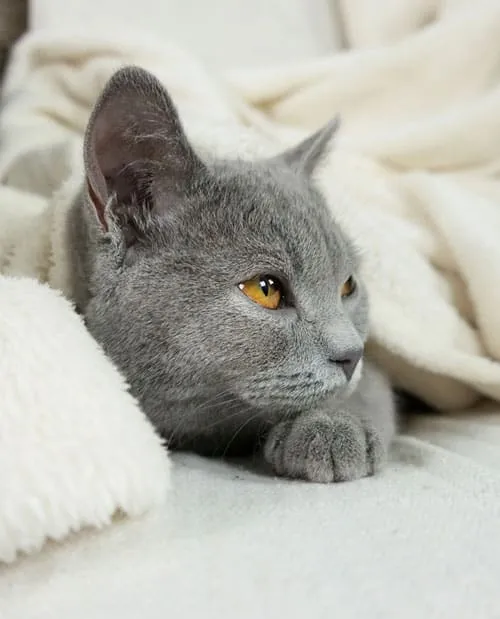 Yavru Kedinizin Yeni Bir Daireye veya Eve Uyum Sağlamasına Yardımcı Olacak 9 İpucu' title=