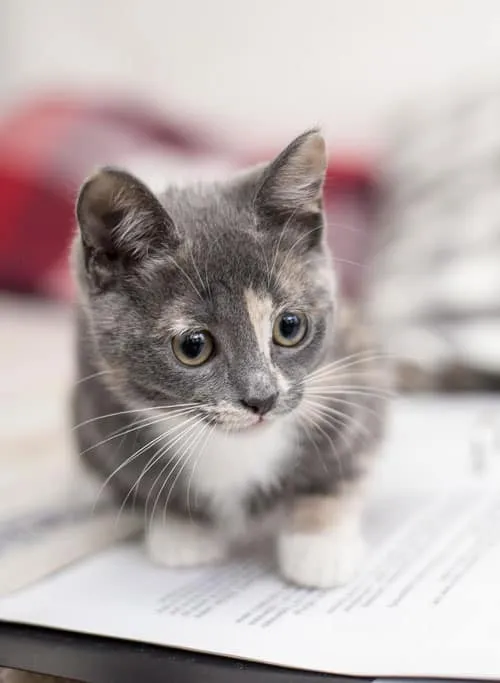 9 temel ipucuyla yavru kedinizin yeni daireye uyum sağlamasına yardımcı olun. Bu değerli bilgileri ve pratik tavsiyeleri kullanarak tüylü arkadaşınız için yumuşak bir geçiş ve hoş bir alan yaratın.' title=