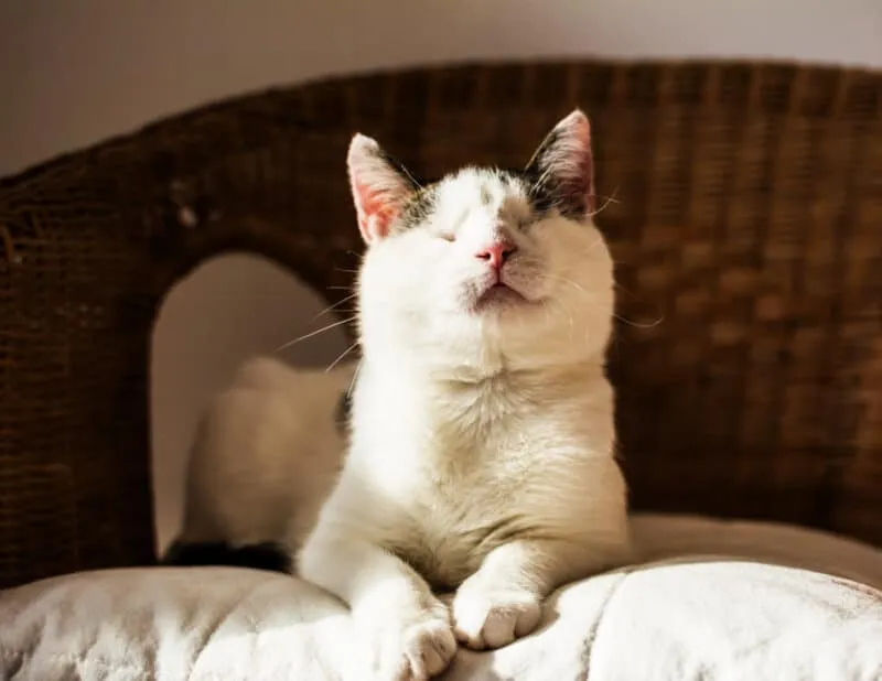盲目の猫: 視覚を超えた生命を受け入れる