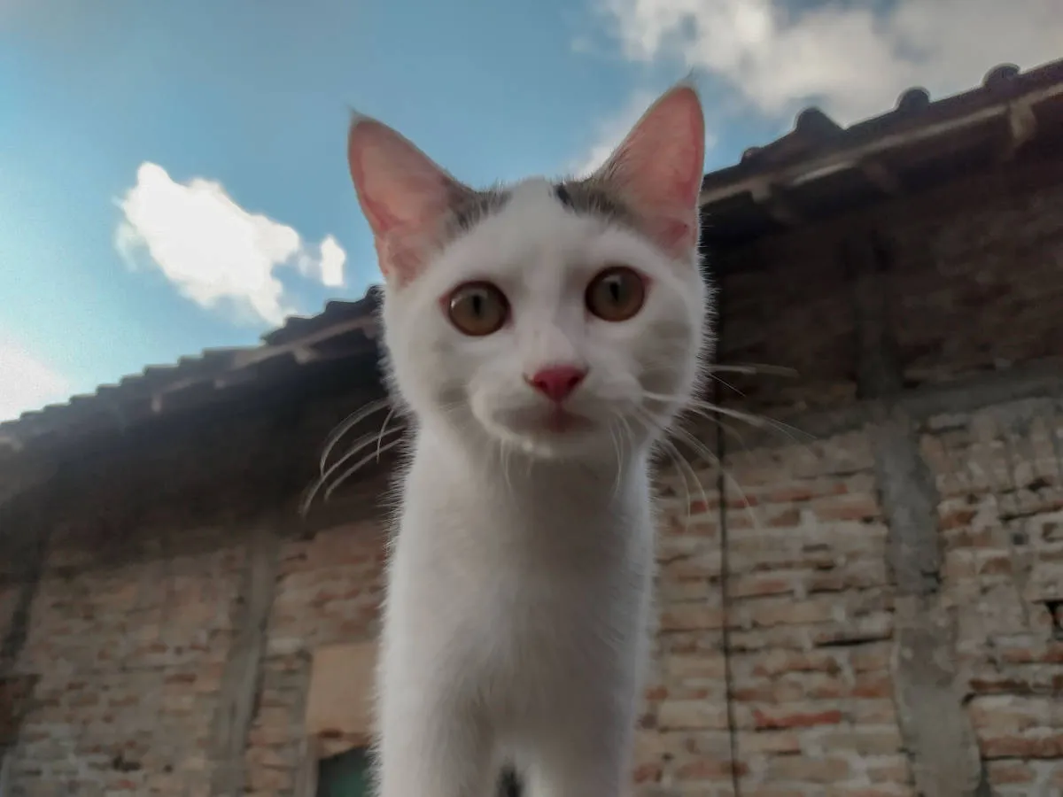 kot patrzący bezpośrednio w kamerę' title=