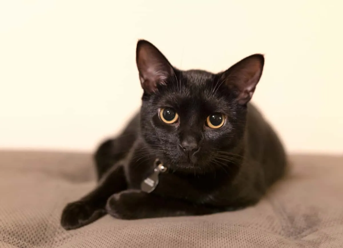 Czarny kotek odpoczywa na kanapie' title=