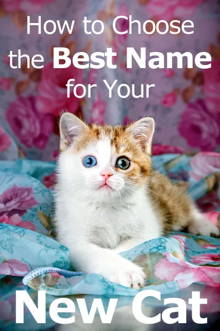 Jak wybrać najlepsze imię dla swojego nowego kota' title=