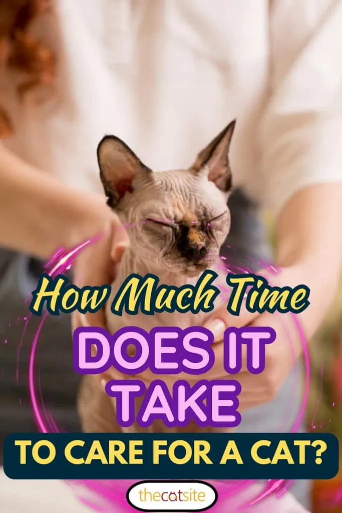 Mistrz Reiki uzdrawia zwierzęta strumieniem Reiki. Ile czasu zajmuje opieka nad kotem?' title=