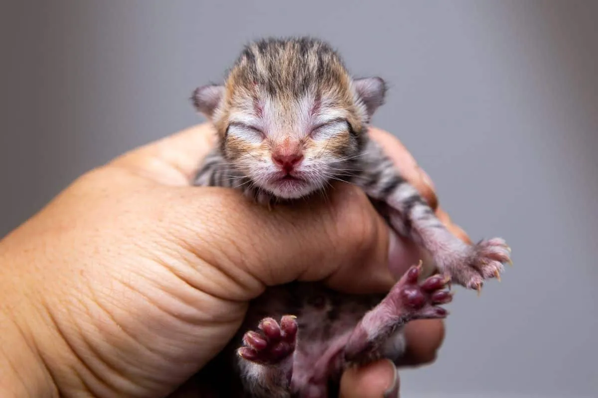 Ką tik gimęs kačiukas' title=