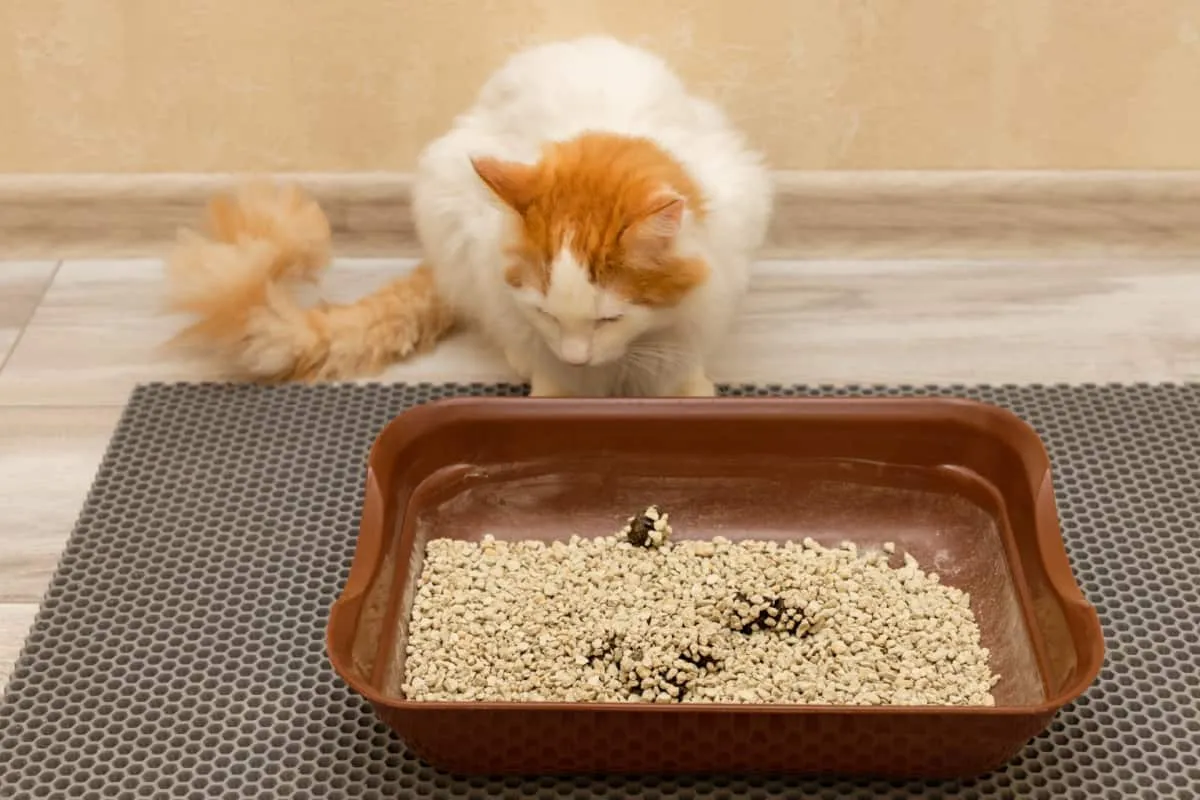 De 10 meest voorkomende kattenbakfouten die katteneigenaren maken