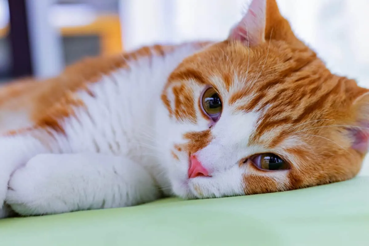 Declawing – opieka pooperacyjna i powikłania