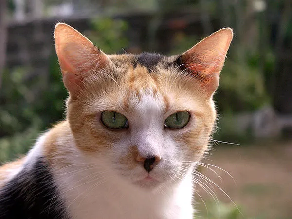 Katte med særlige behov – Joji The Senior Cat