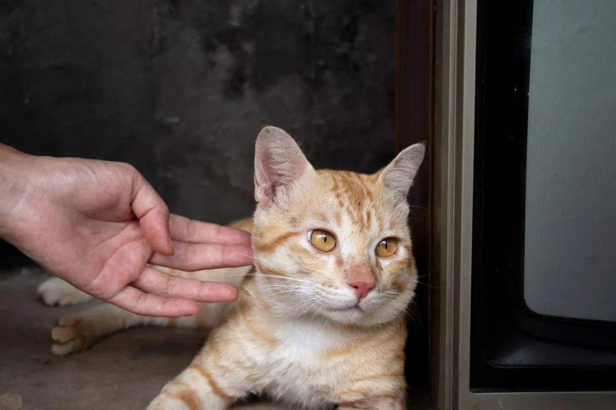 kedi sahibini görmezden geliyor' title=