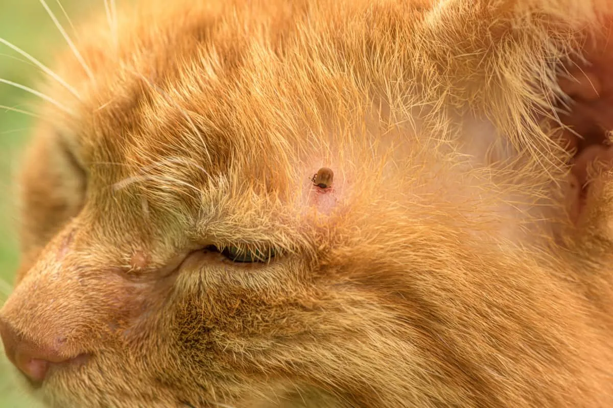 Кърлеж се храни с червена котка' title=