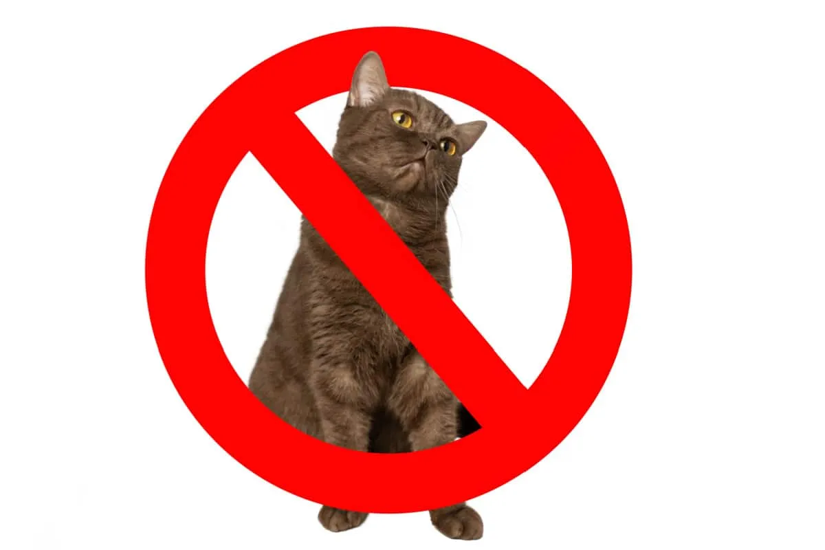 Наемане с котка? Разберете как да зарадвате наемодателя си