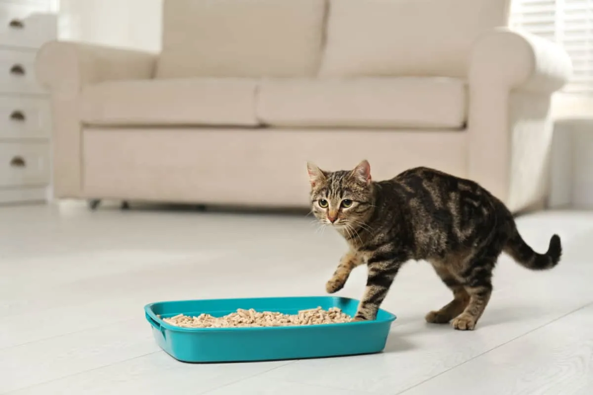 Ръста котка близо до кутия за отпадъци у дома' title=