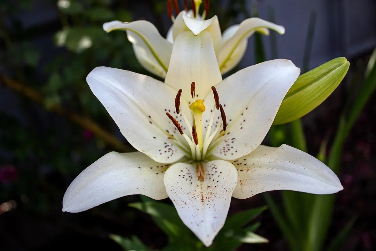 猫の命を救う可能性があるユリについて知っておくべき9つの事実' title=