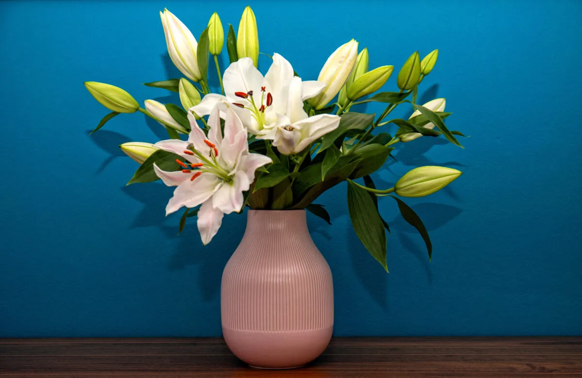 猫の命を救う可能性があるユリについて知っておくべき9つの事実' title=