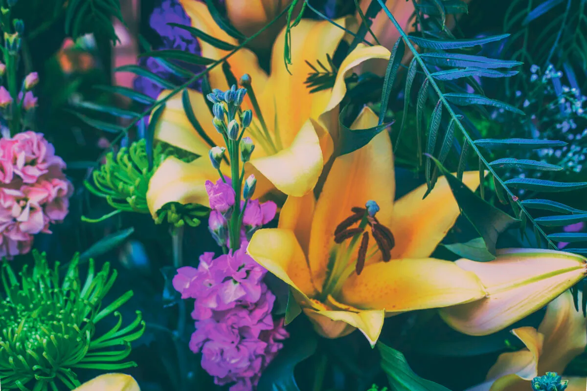 猫の命を救う可能性があるユリについて知っておくべき9つの事実