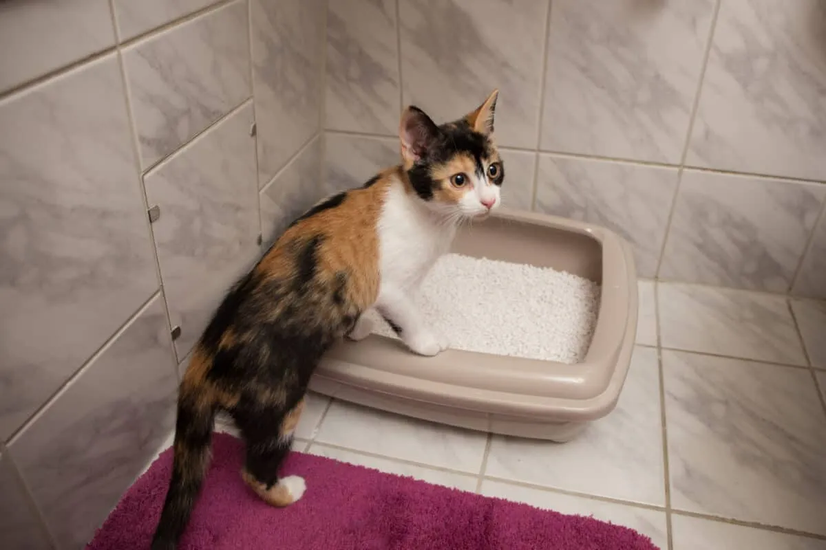 Top 5 kattenbak locatietips voor katachtige gelukzaligheid