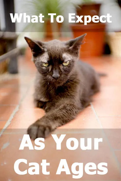 Què esperar a mesura que el vostre gat envelleix: canvis de salut i comportament en gats grans' title=