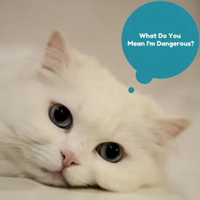 Како уклонити мирис мачјег урина из вашег дома