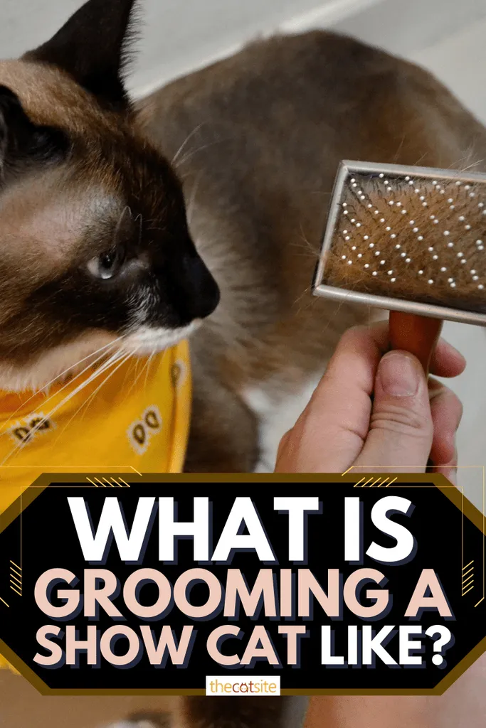 Com és la preparació d'un gat d'espectacle?' div='' title=