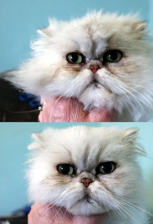 Bir Gösteri Kedisinin Bakımı Nasıldır?