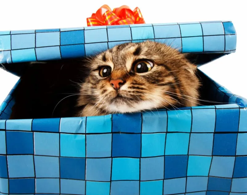 내 아이들을 위한 선물로 새끼 고양이를 사야 할까요? [답변]' title=