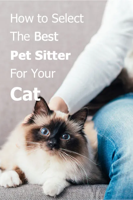 Come scegliere il miglior Pet Sitter per il tuo gatto' title=