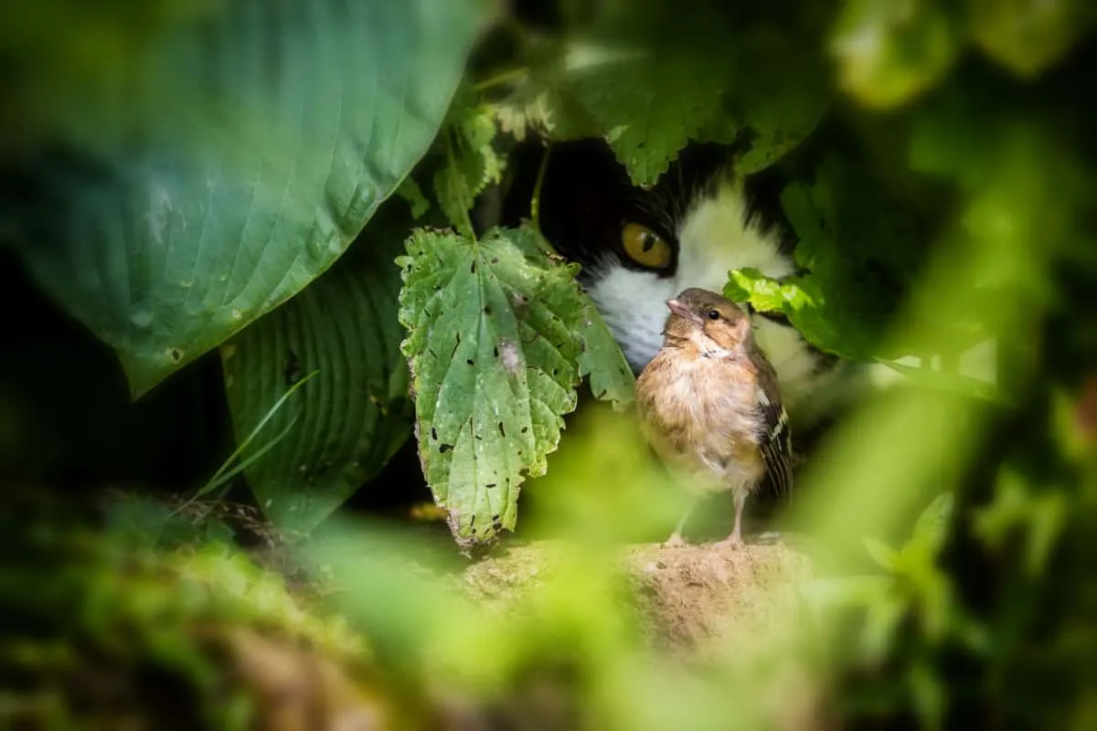 Un chat essaie d'attraper un oiseau' title=