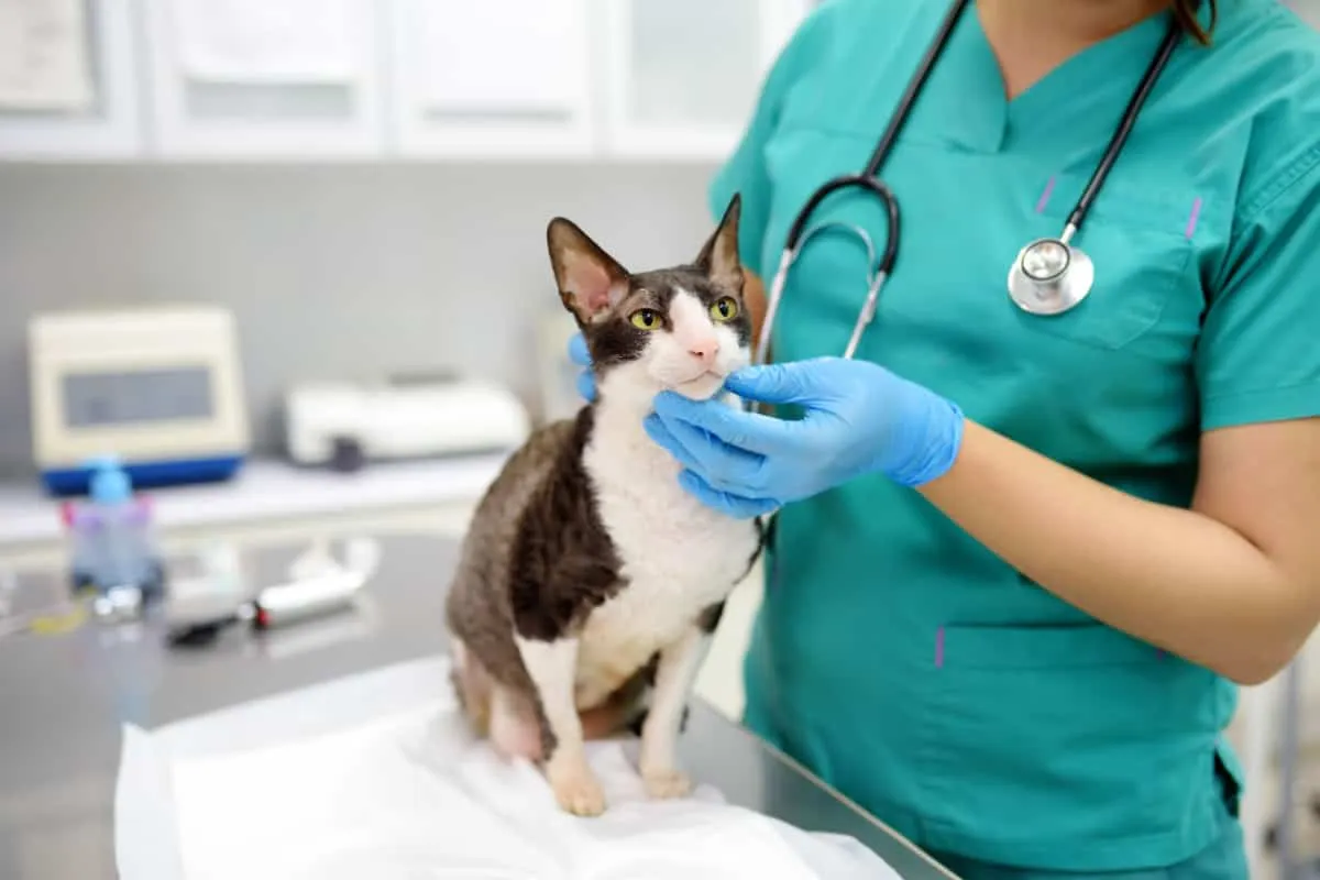 Le vétérinaire examine un chat de race Cornish Rex dans une clinique vétérinaire' title=