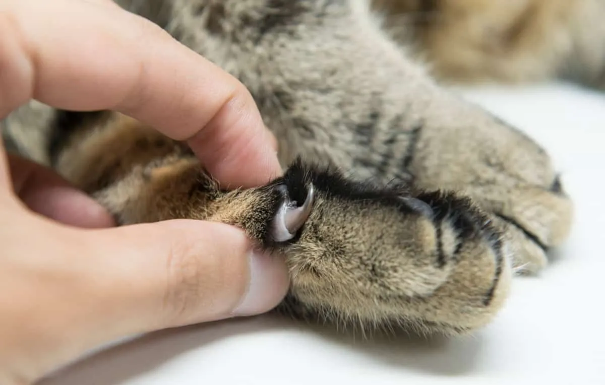 une griffe de chat provenant d'une patte' title=
