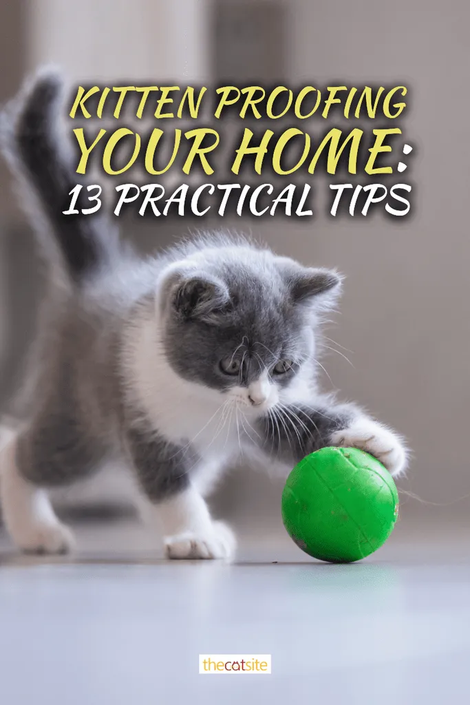 Kissanpentu suojaa kotiisi: 13 käytännön vinkkiä' <='' div='' title=