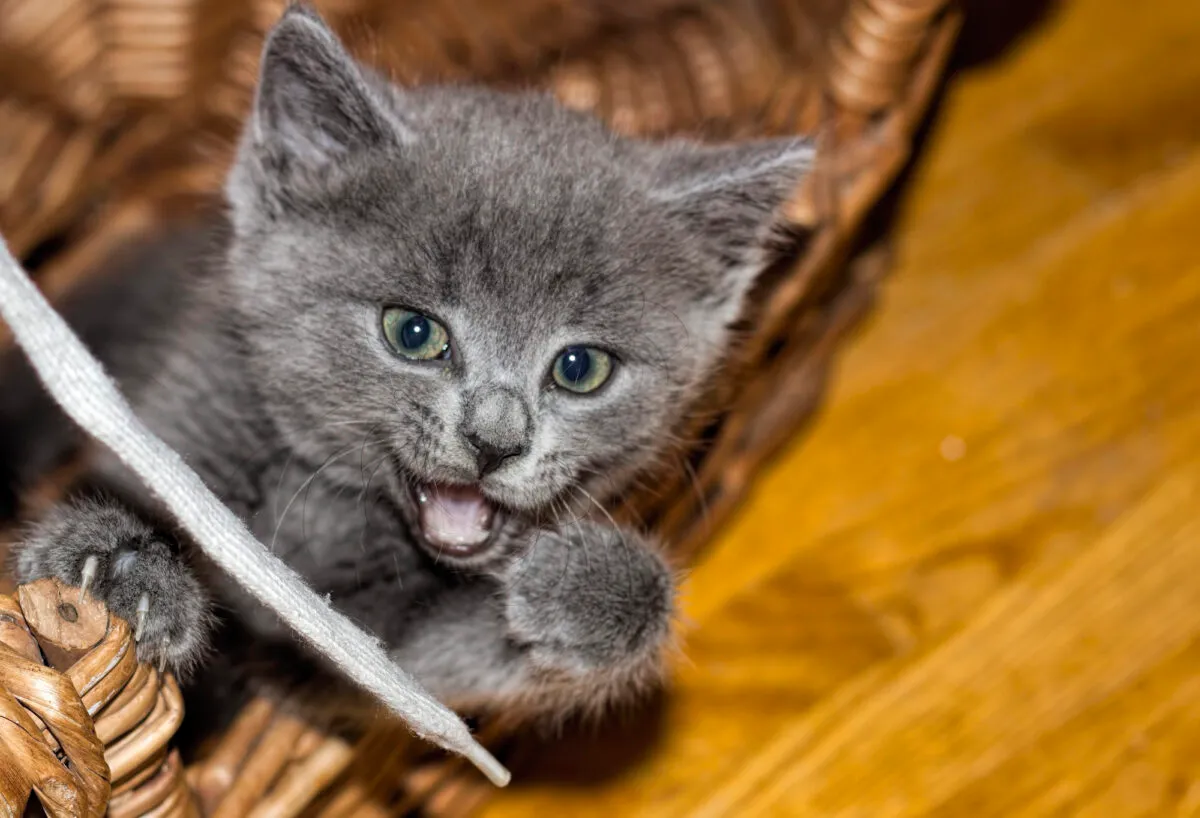 13 käytännöllistä tapaa suojata kotisi kissanpennuilta' title=