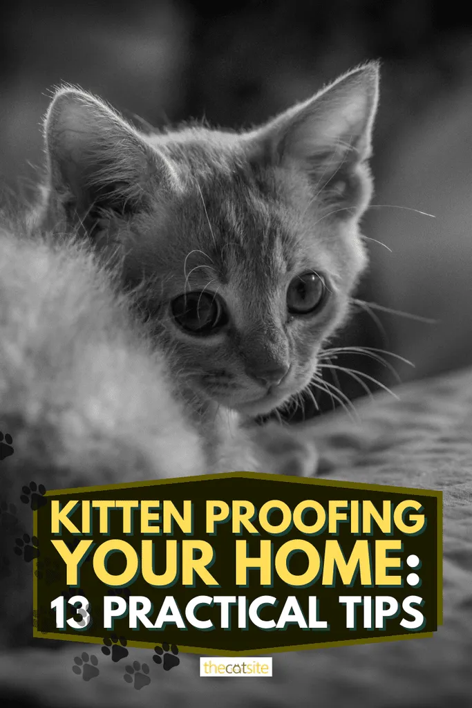 Kissanpentu suojaa kotiisi: 13 käytännön vinkkiä' <='' div='' title=