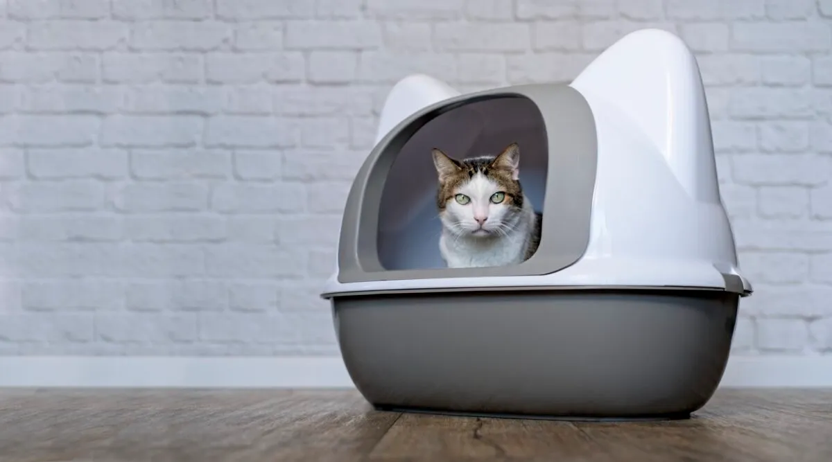 The Litterbox: el que cada propietari de gats ha de saber' title=