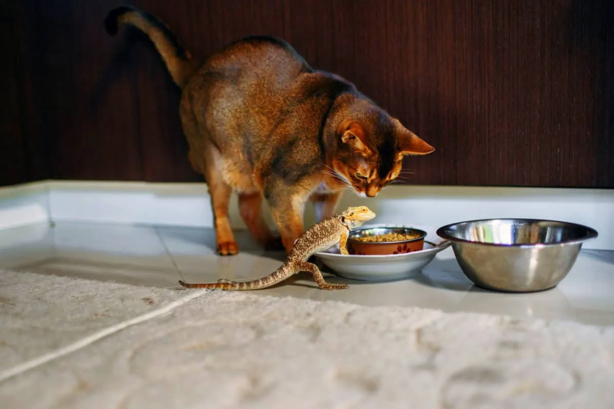 Gatos e répteis de estimação [tartarugas, tartarugas, lagartos e iguanas]
