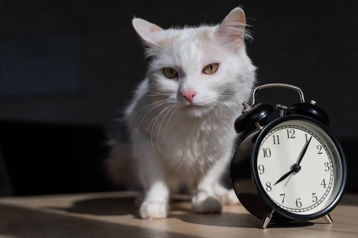 Mennyi időbe telik egy macska gondozása? [Válaszolva]