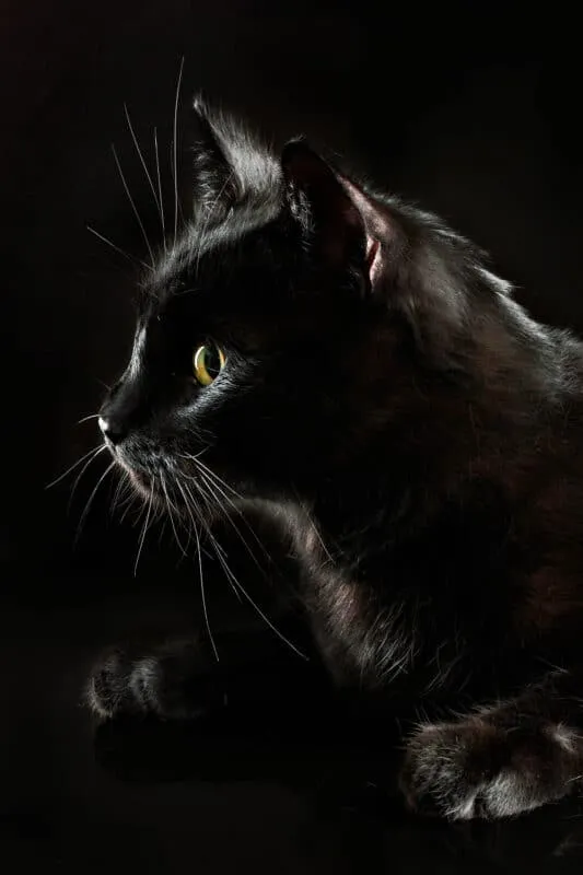 Prenditi particolare cura del tuo gatto ad Halloween [Soprattutto dei gatti neri!]' title=