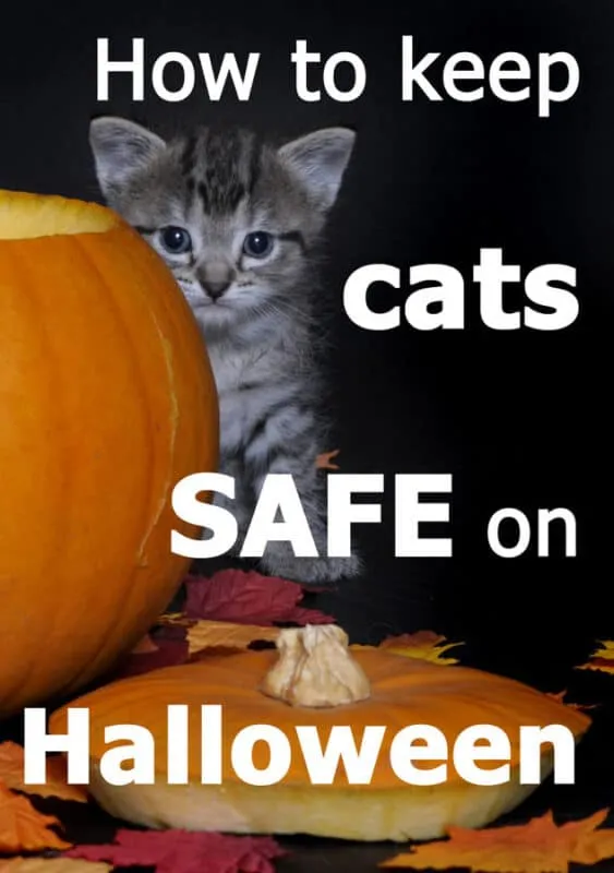 Prenditi particolare cura del tuo gatto ad Halloween [Soprattutto dei gatti neri!]