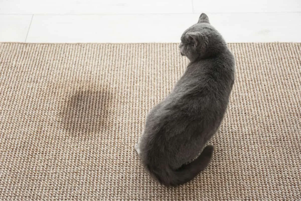 Kattenurine verwijderen [Stapsgewijze handleiding]