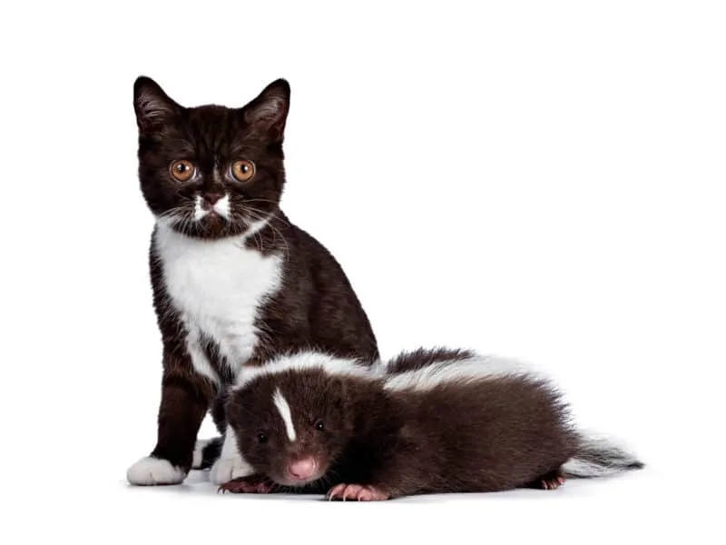 Mačka postriekaná Skunkom? Tu je to, čo potrebujete vedieť