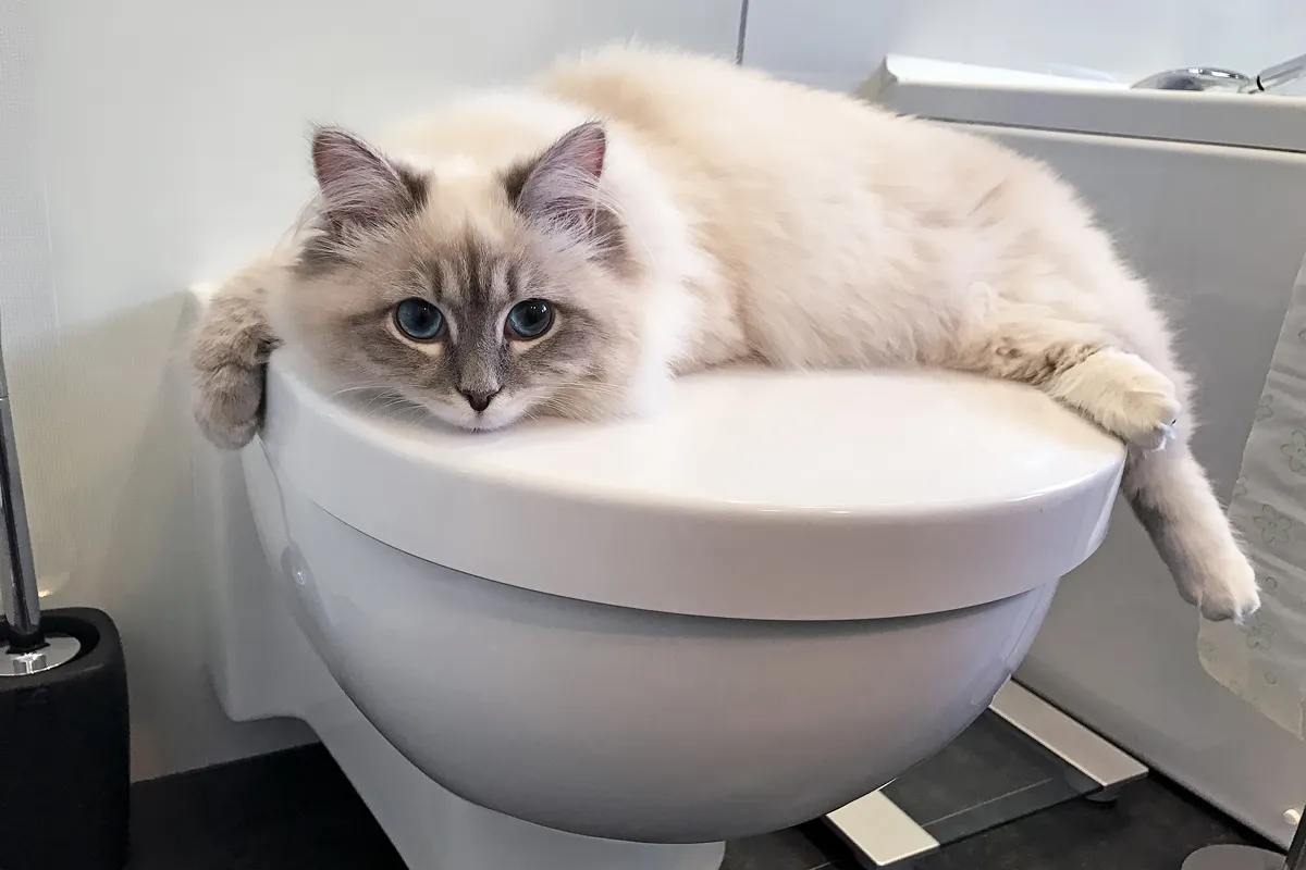 Слатка бела мачка са огромним очима које леже на тоалету' title=