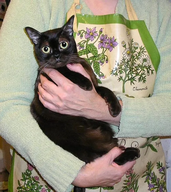 Bir Gösteri Kedisinin Bakımı Nasıldır?' title=