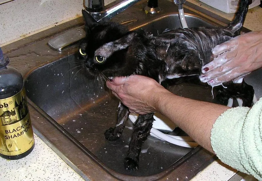 Bir Gösteri Kedisinin Bakımı Nasıldır?' title=