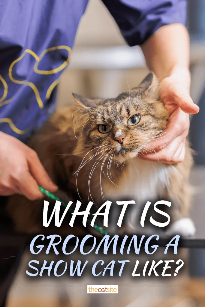 Bir Gösteri Kedisinin Bakımı Nasıldır?' <='' div='' title=