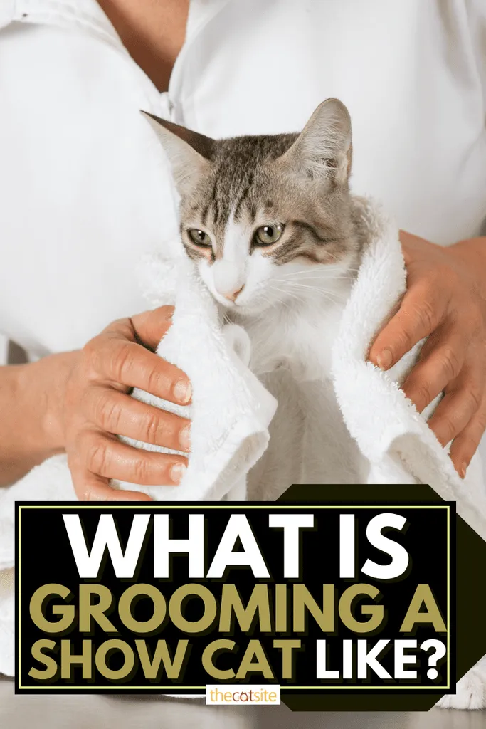 Bir Gösteri Kedisinin Bakımı Nasıldır?' div='' title=