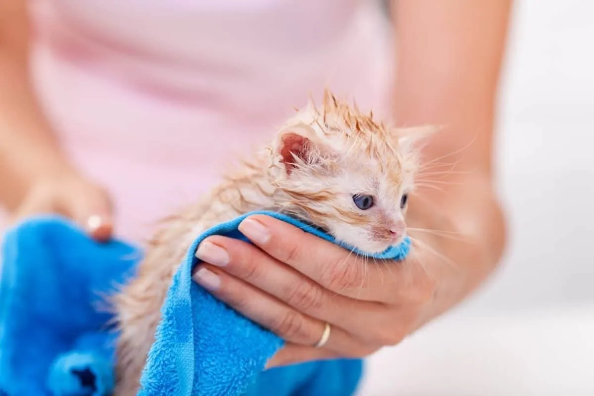 7 consejos cruciales para bañar a gatitos pequeños de forma segura