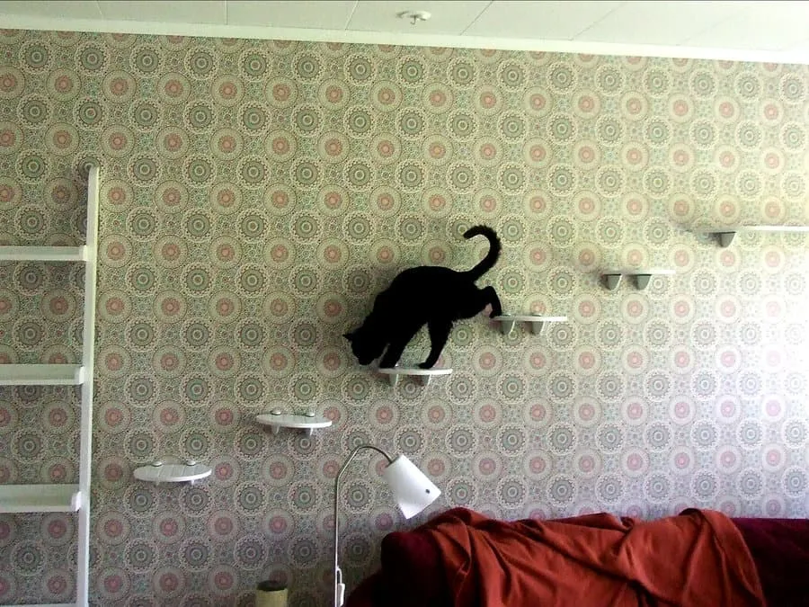 Zdjęcie półek dla kotów udostępnione przez członka forum' title=