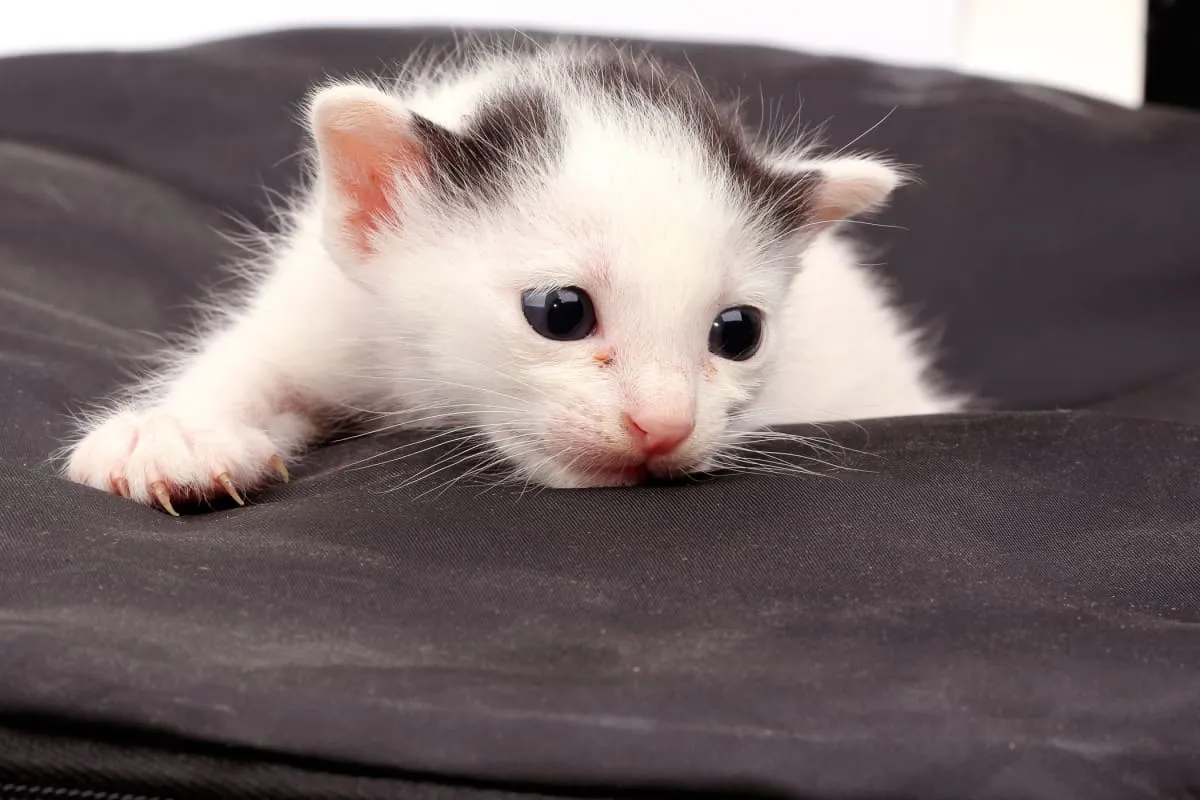 Novonarodené mačiatko' title=