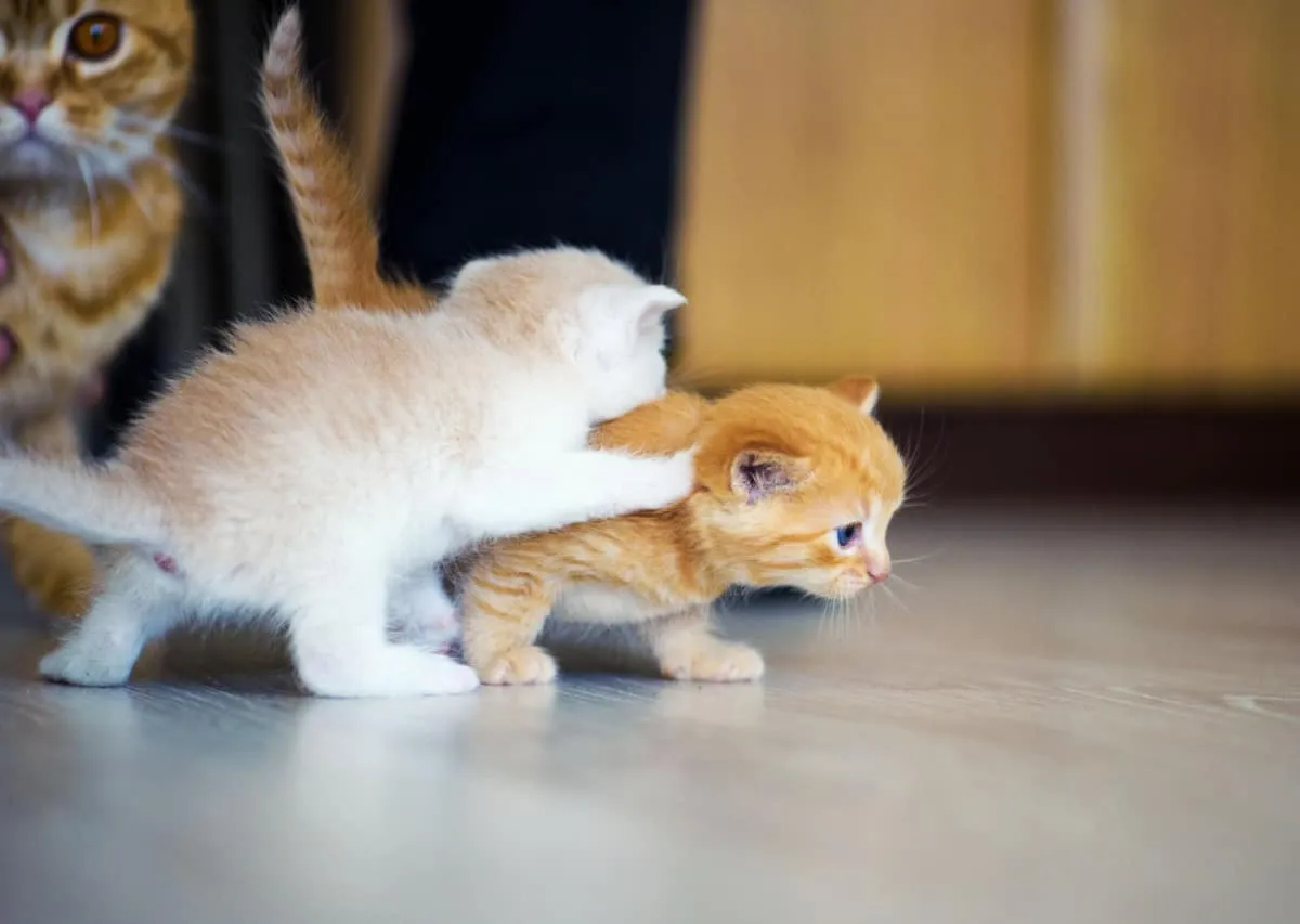 mačiatka hrajúce sa so svojou mamou vzadu' title=