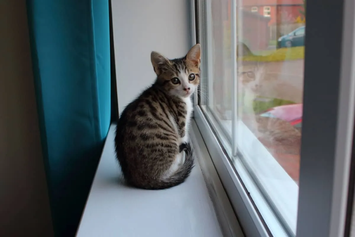 Malé 12-týždňové mačiatko bengálskeho kríža vedľa okenného skla' title=