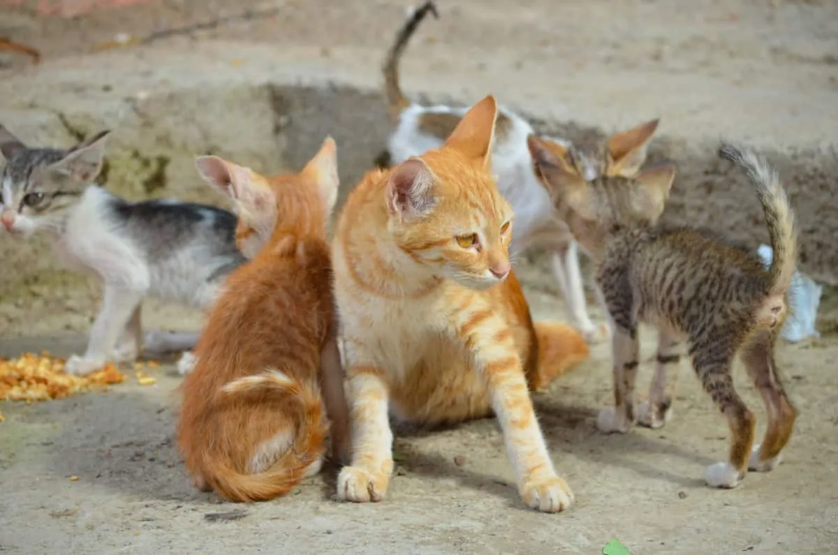 divoká mačka matka a mačiatka na ulici' title=