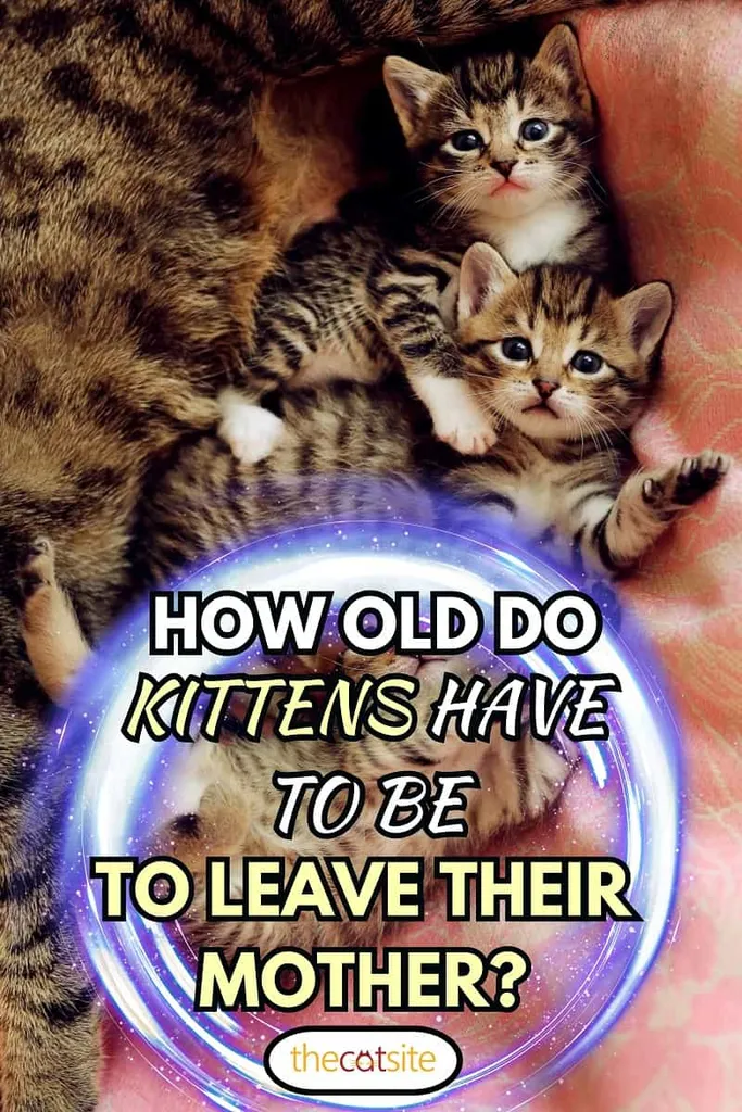 Koľko rokov musia mať mačiatka, aby opustili svoju matku?' title=